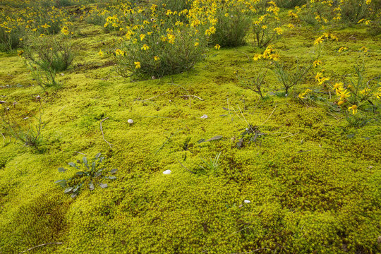 Star moss and blooming narrow-leaved ragwort in the dunes at the Belgian coast