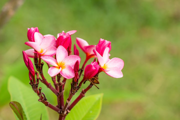Fototapeta premium Plumeria flower with nature background