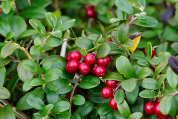 cowberry
