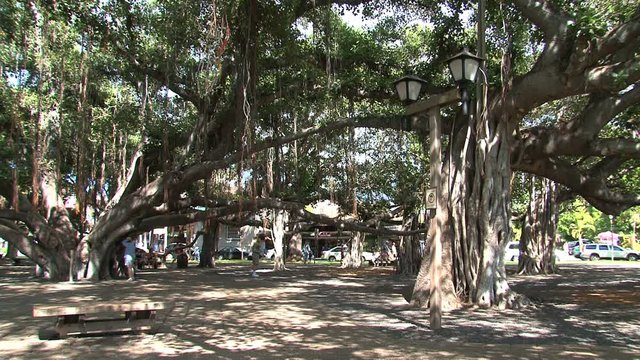 Banyan Tree in Courthouse Square. Maui, Hawaii