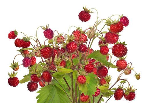 large group of red wild strawberries on white