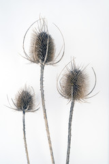 Three dead, dry long thistles over white background