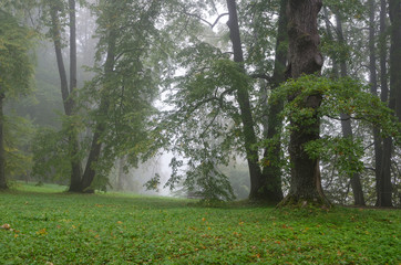 Obraz premium Fog in green park.