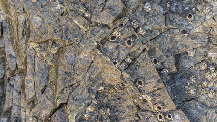 Macro detail of shellfish on stone great for design, website, wa
