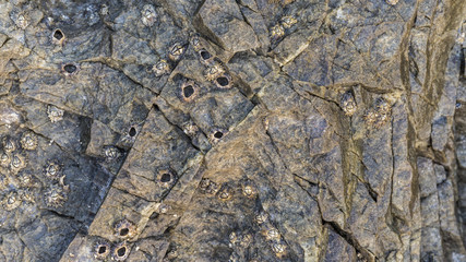 Macro detail of shellfish on stone great for design, website
