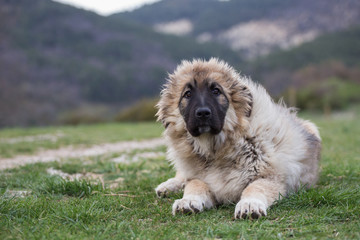 Caucasian Shepherd Dog Puppy