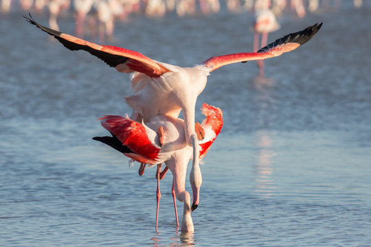 Fototapeta Mating greater flamingo couple (Phoenicopterus roseus), Camargue, France