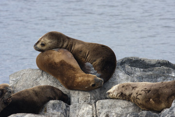 Seals on an islet in the Beagle Channel.
