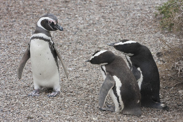 Magellanic penguins, apparently in a complicated conversation