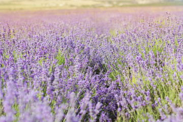 Fototapeta na wymiar Purple lavender field in the sunset time