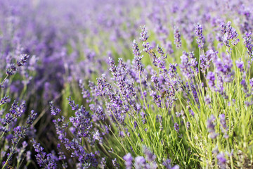 Obraz premium Closeup picture purple lavender field