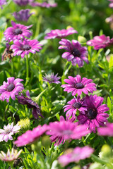 Purple daisy flowers in garden. selective focus.