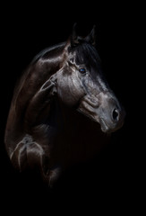 Fototapeta na wymiar Black stallion portrait on black