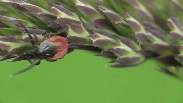Zecke auf Gras lauert auf Opfer