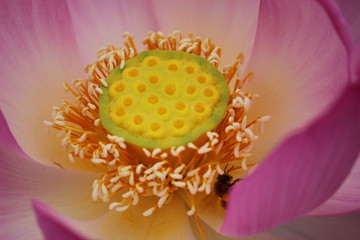 古代蓮の花と花托