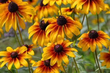 Sonnenhut - black-eyed Susan flower