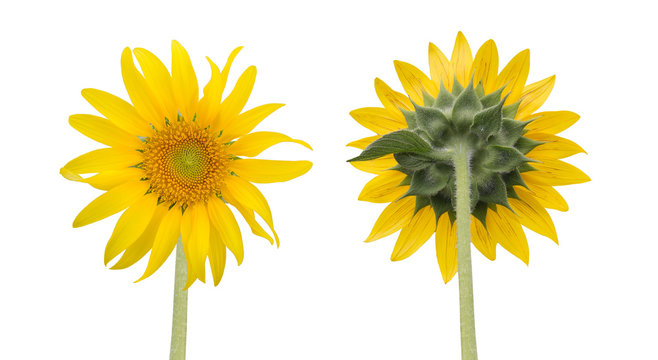 sunflower isolated front and back side