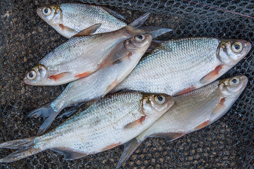 Pile of freshwater common bream fish and silver bream or white b