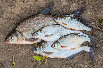 Several common bream fish and silver bream or white bream fish o