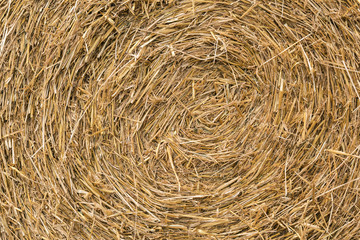 Background of yellow straw roll texture.
