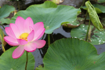 古代蓮の花と葉っぱ