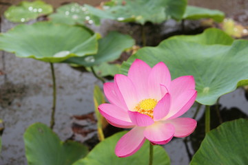 古代蓮の花とはっぱ