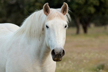 Fototapeta na wymiar Nice free white horse in the pastures