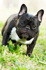 Fototapeta premium dog French bulldog in the summer on the nature