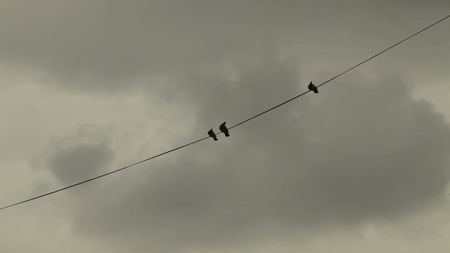 Pigeons sits on the electric wire with a cloudy sky background