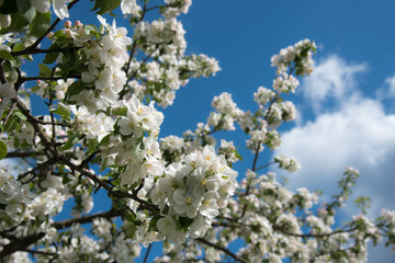 apple flowers
