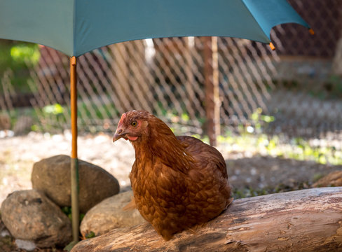 hen resting under an umbrella