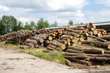 Pile of wood logs