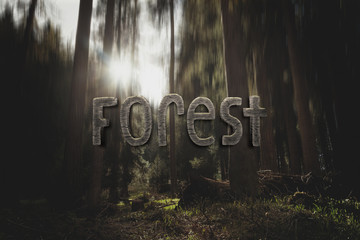 Forest Nature Background