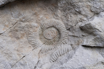 fossils shells