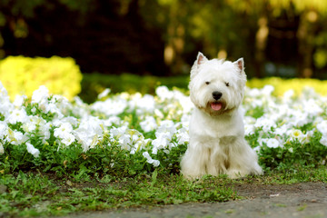 dog breed West highland white Terrier