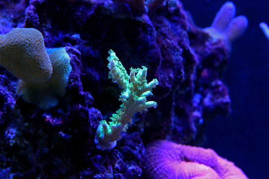 Green Acropora coral