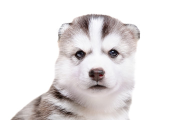Obraz premium Portrait of a cute puppy breed Husky