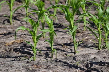 Junger Mais in der Sonne