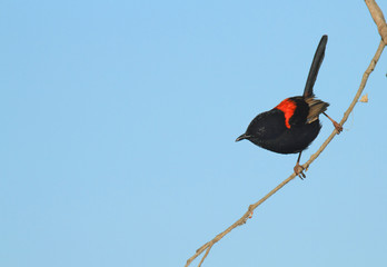Red-backed Fairy-wren with blue sky background