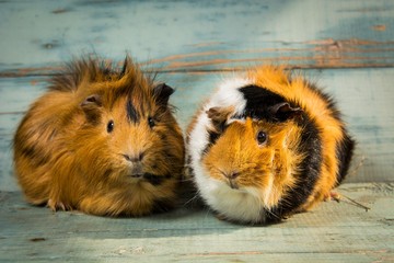 A pair of guinea pigs on the wooden table