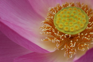 古代蓮の花びらと花托