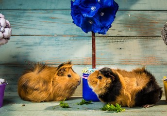 A pair of guinea pigs on the wooden table