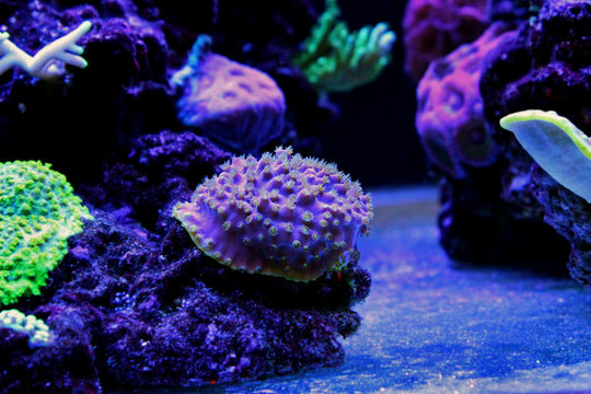 Purple Turbinarira LPS coral