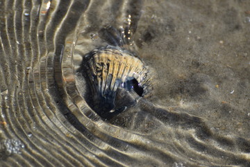 Nordseeküste im Fokus, Momente am Meer, im Watt, am Deich