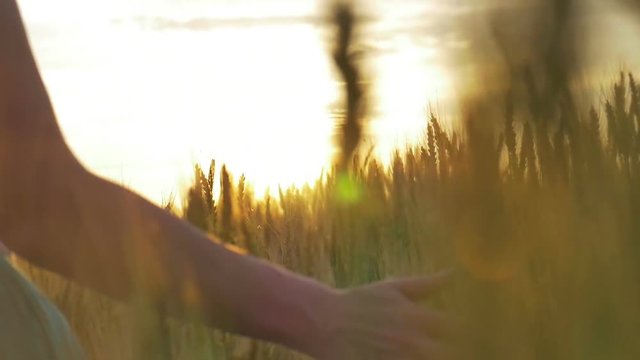 close-up shot of golden wheat in the hands of girls, in the sun