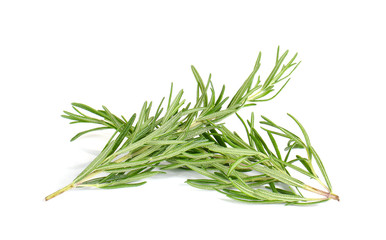 Fototapeta premium Rosemary on white background.