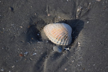 Nordseeküste im Fokus, Momente am Meer, im Watt, am Deich