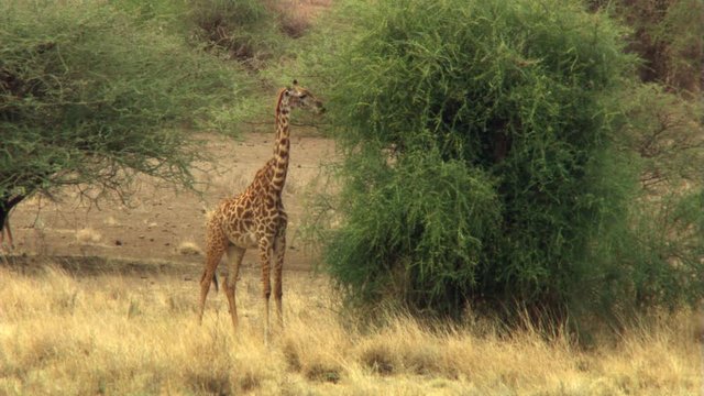 Giraffe browsing on acacia tree in Africa