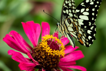 Butterfly and Flower