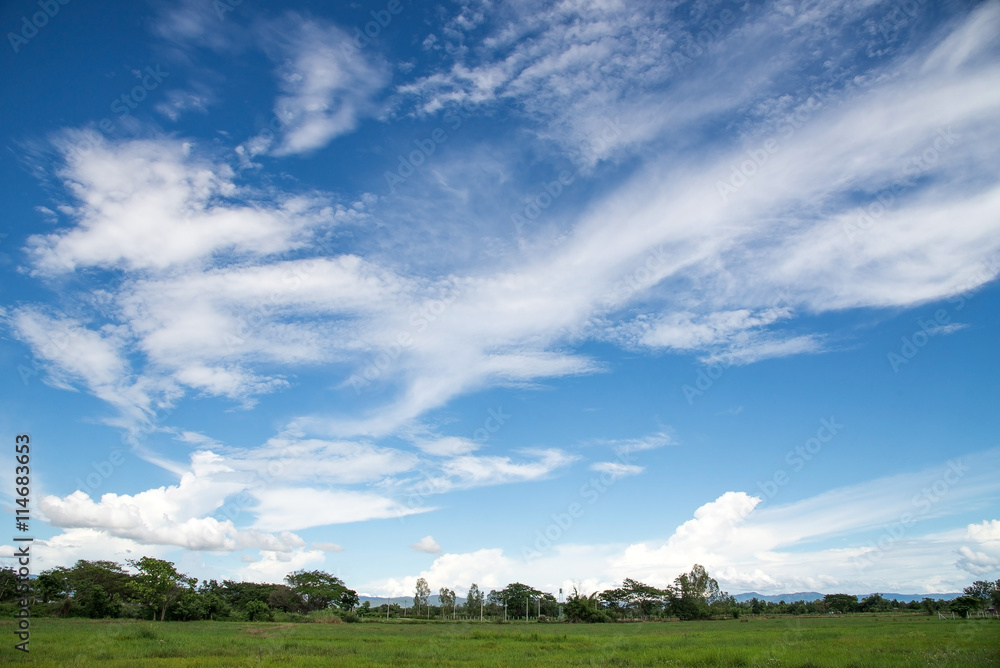 Wall mural blue sky,white cloud and tree background.